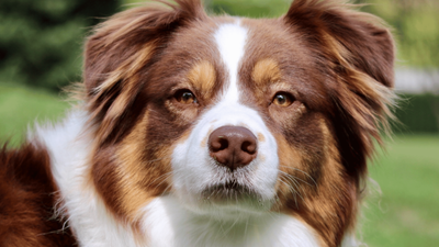 Red Australian Shepherd: Traits, Temperament & Care Guide