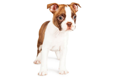 Red Boston Terrier: Traits and Care of This Rare Color Variant