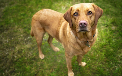 Red Fox Lab: Characteristics, Temperament, and Care