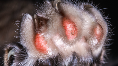 Red Paws in Dogs: Causes and Remedies