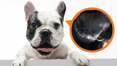 Scabs On Edge Of Dog’s Ears? This Is What You Need To Know