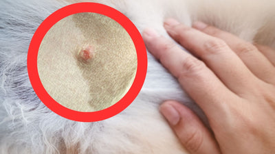 Sebaceous Cysts in Dogs: Causes, Symptoms, and Treatments