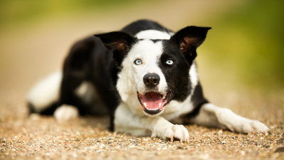 Short-Haired Border Collies: Traits and Care Essentials