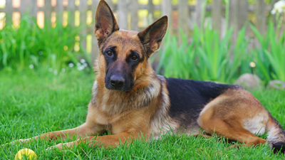 Short-Haired German Shepherds: Unveiling Their Unique Charm and Traits