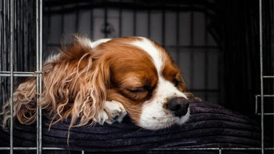 Should You Crate Your Puppy at Night? Benefits & Tips