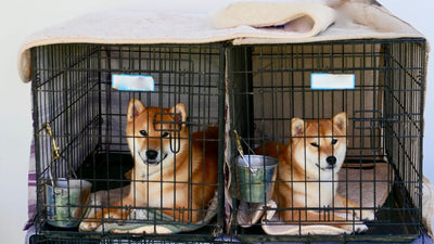 Should You Cover a Dog’s Crate? Exploring the Pros and Cons