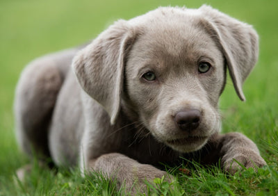 Silver Labrador: Characteristics, Temperament, and Care