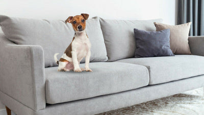 Getting Dog Smell Out of a Couch: 9 Top Tips