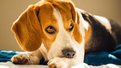 Spider Bite on Dog: Symptoms, Treatment, and Prevention