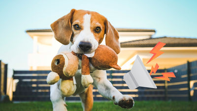 Why Do Dogs Like Squeaky Toys? Understanding Canine Play Behavior