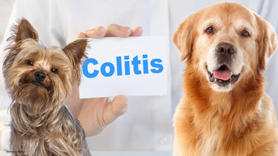 Stress Colitis in Dogs: Understanding, Managing, and Treating Your Pet’s Digestive Health