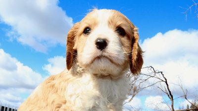 The Teacup Cavapoo: A Tiny Bundle of Joy with Big Needs