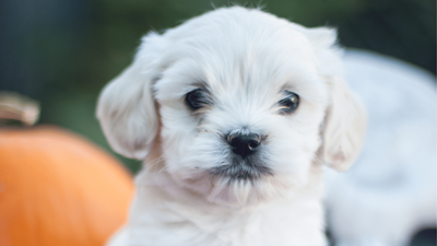 Teacup Cockapoo: Everything You Need to Know