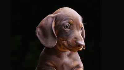 Teacup Dachshund: Essential Facts About Mini Sausage Dogs