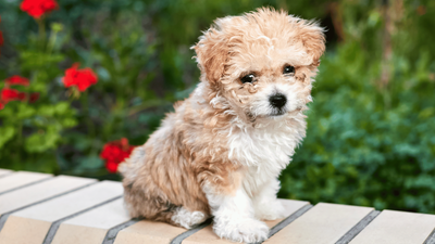 Teacup Maltipoo: Your Complete Guide