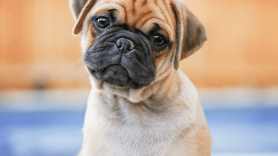 Teacup Pug: Essential Guide to Mini & Micro Pugs