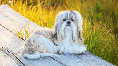 Teacup Shih Tzu: Everything You Need to Know