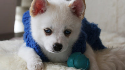 Teacup Pomsky: Ultimate Guide to This Tiny Companion Dog