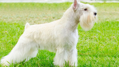 Miniature Schnauzer: Everything A New Owner Needs To Know