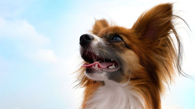 The Papillon: A Complete Dog Breed Information