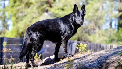 The Blue Bay Shepherd: Is The Only Blue Wolfdog Right For You?