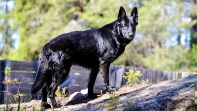 Is the Blue Bay Shepherd Right for You? Unique Wolfdog Breed