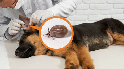 Everything You Need To Know About Ticks On Dog Ears