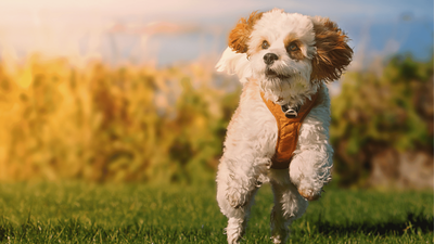 Cavapoo: Essential Guide to This Adorable Toy Dog Breed