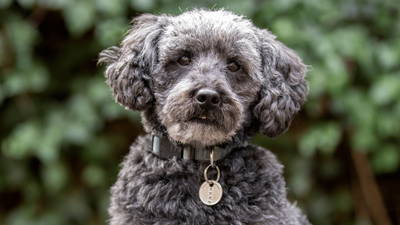 Schnoodle: Essential Guide to This Charming Toy Breed