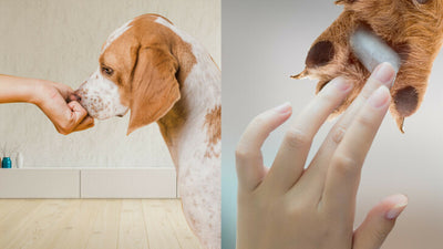 Using Vaseline On Dogs: Is Petroleum Jelly A Safe Home Remedy?