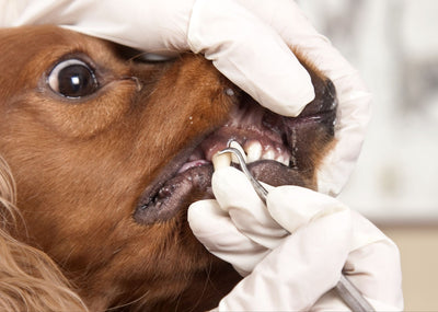 How To Treat Gingivitis In Dogs: Your Complete Veterinary Guide