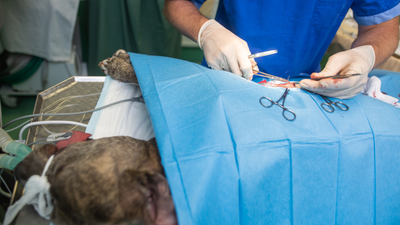 Warning Signs After Dog Neutering: Spotting Post-Op Problems!