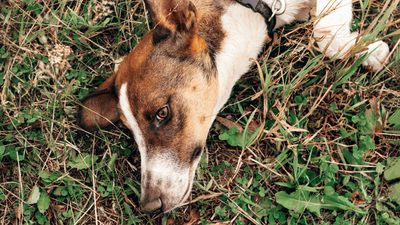 What Does a Dog Seizure Look Like? Understanding the Signs and Symptoms