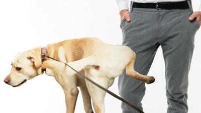 What Does It Mean When A Dog Pees On You? And How To Stop It