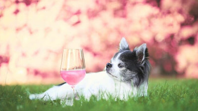 What Can Dogs Drink Besides Water? Safe Hydration Options