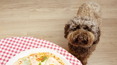 What Human Food Can Puppies Eat? A No-Nonsense Guide to Treats That Won't Upset Tiny Tummies