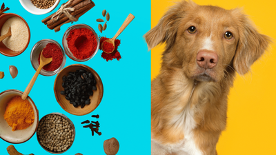 What Seasonings Can Dogs Have? A Comprehensive Guide