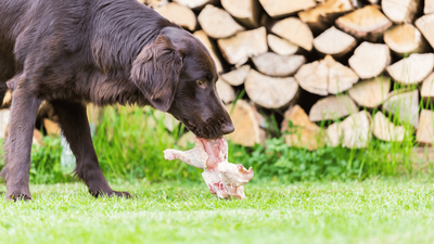 What to Do If Your Dog Eats Chicken Bones: Expert Advice