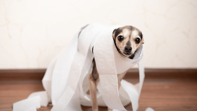 Dog Constipation: 11 Effective Remedies & Tips for Relief