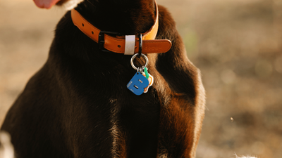 What to Put on a Dog Tag: Expert Recommendations for Ensuring Your Pet's Safety
