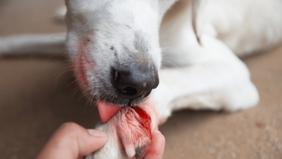 Dog Wound Care: What to Apply & Expert Treatment Tips