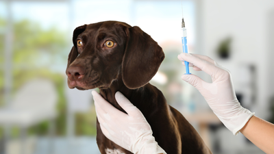 What Vaccines Do Dogs Need? The No-Nonsense Guide for Pet Parents