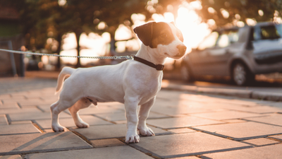 When Can Puppies Go on Walks? A Guide for New Pet Parents