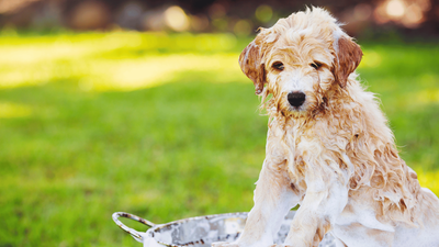 When Can You Bath Puppies? Expert Advice on Puppy Hygiene