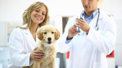 When Do Puppies Get Their Rabies Shot? A Guide for New Pet Owners