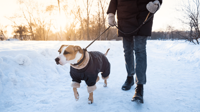 When Is It Too Cold to Walk My Dog? Winter Tips For Safe Exercise