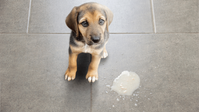 When to Feed Your Dog After Vomiting: Recovery Guide