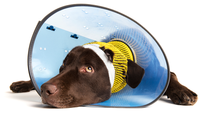 When to Take a Cone off a Dog After Neutering: Expert Advice