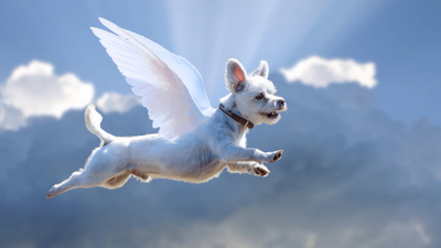 Where Do Dogs Go When They Die? Beliefs Across Faiths