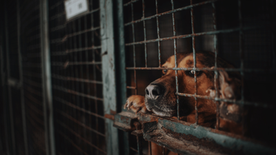 Which Countries Eat Dogs? A Overview of the Dog Meat Industry